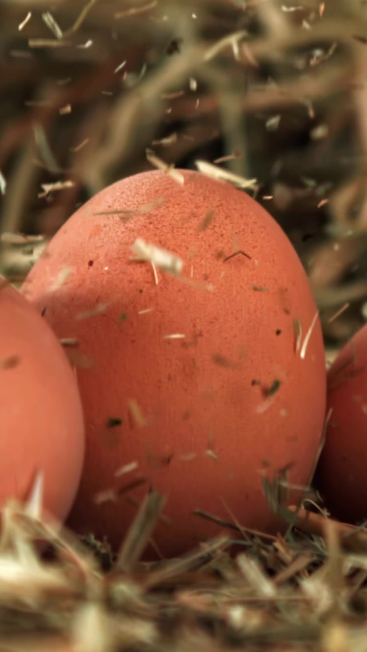 Slow Motion of Straw Falling on Fresh Brown Eggs in Hay