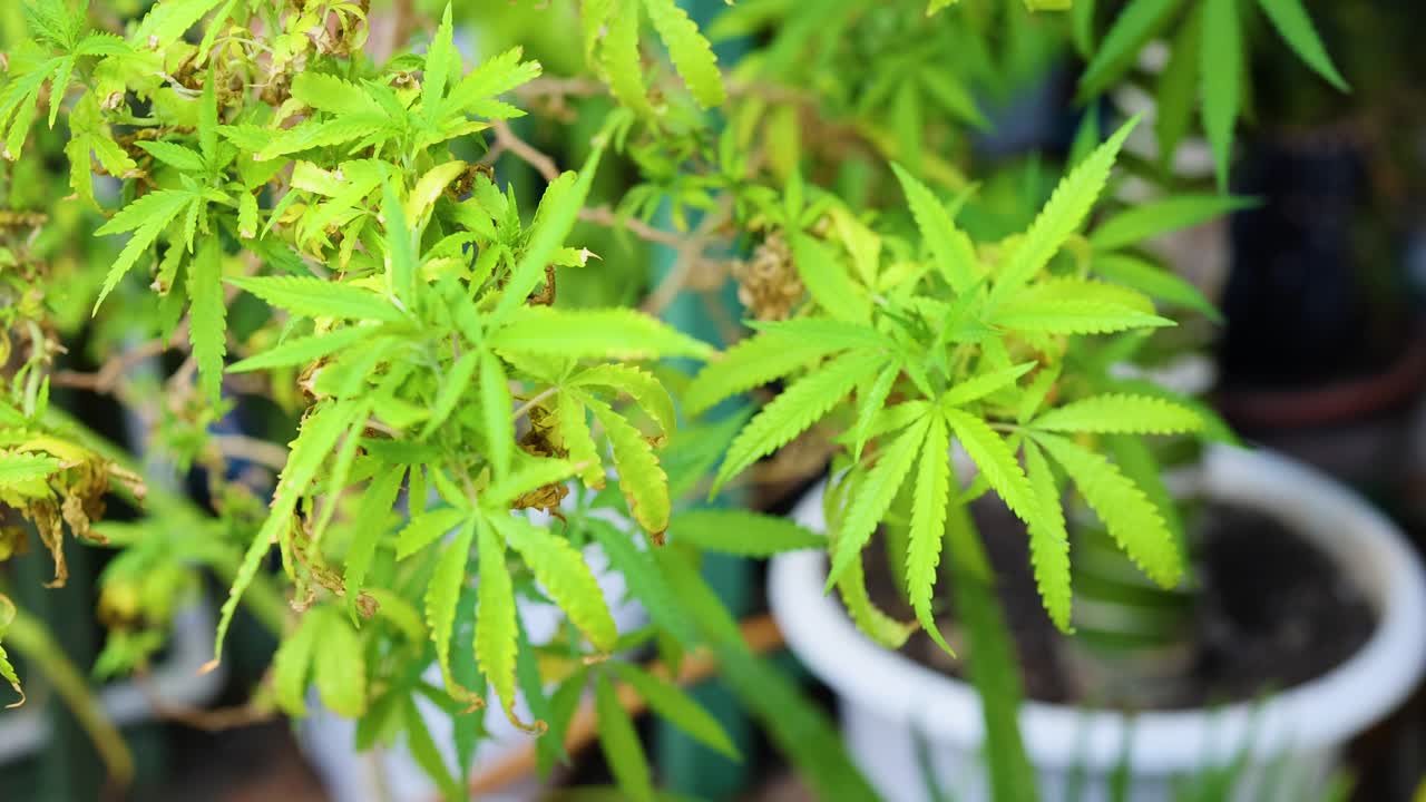 Close-up video of a cannabis plant in a garden, showcasing vibrant green leaves and natural lighting