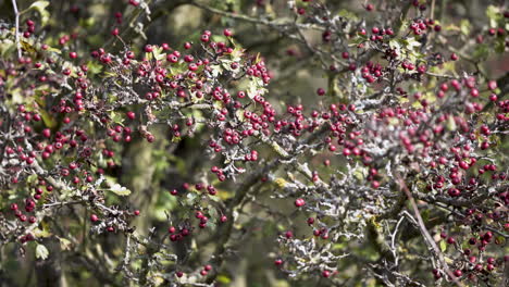 Un-Montón-De-Pequeñas-Bayas-Rojas-En-Ramitas-De-Arbusto-Casi-Sin-Hojas,-Otoño