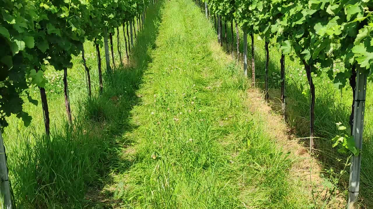 Vineyards in the foreground, in the background an old castle, tilt up shot