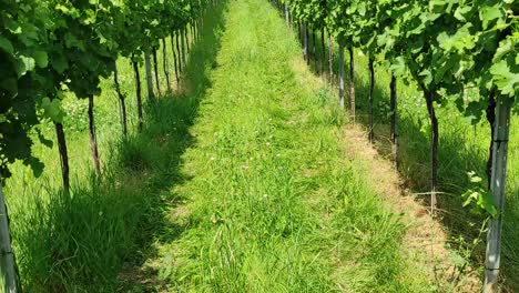 vineyards in the foreground, in the background an old castle, tilt up shot