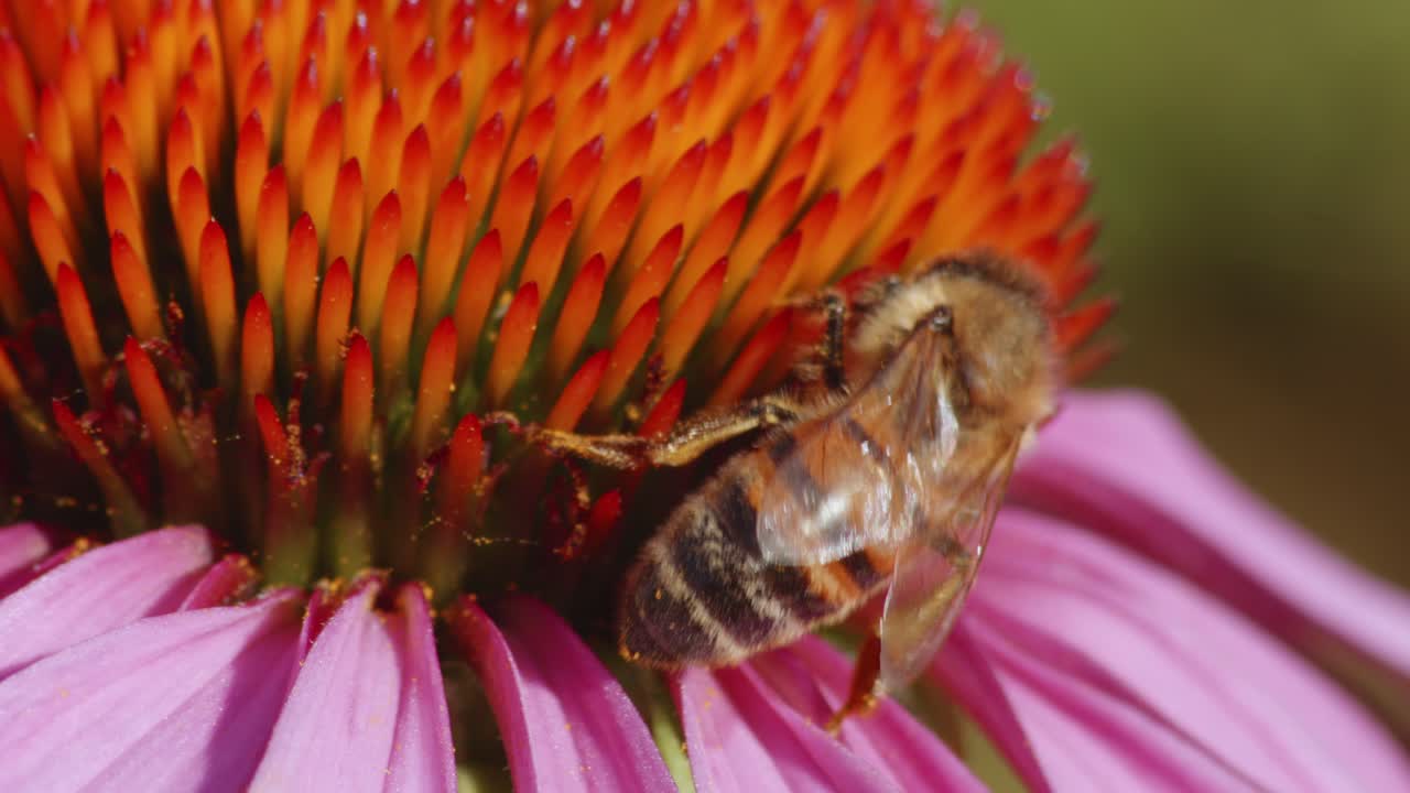 abeja melífera recolecta polen de una flor de cono púrpura y naranja