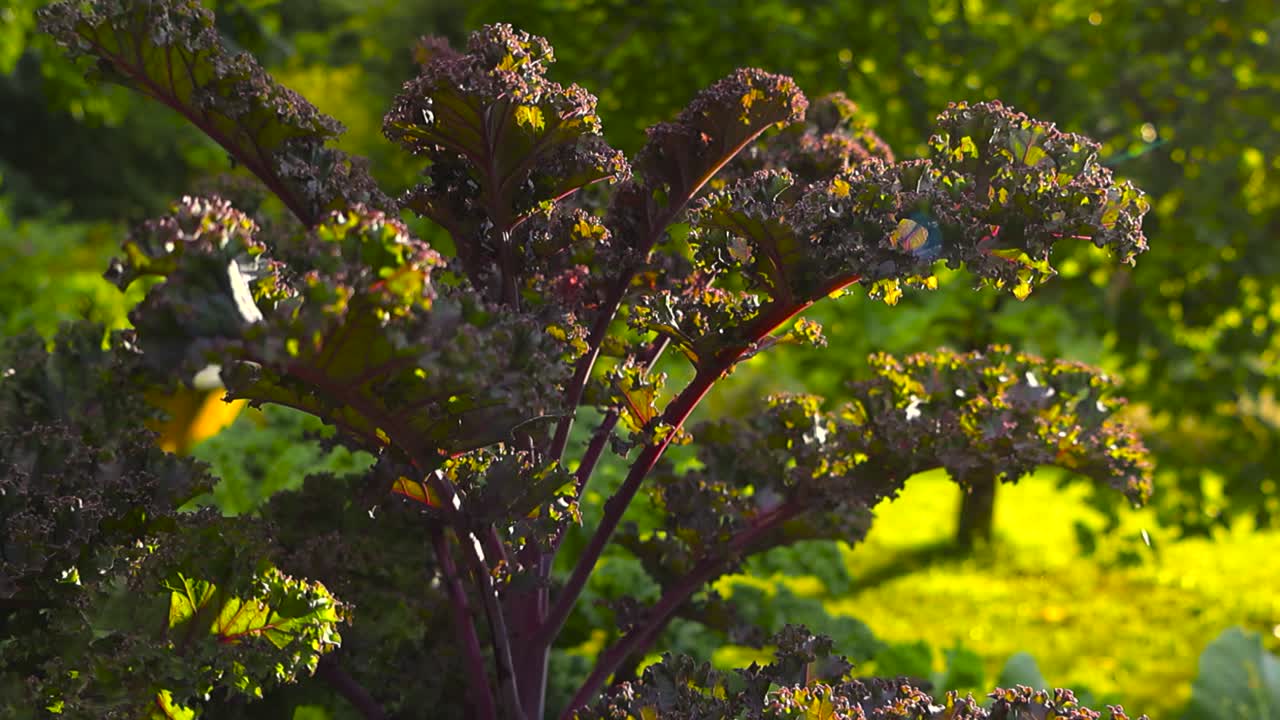 Close up view of purple colored red curly kale in a sunny summer garden or a farmland. Bi organic healthy vegetable is vibrant and colorful with sun rays and lense flare visible, bokeh background