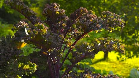 close up view of purple colored red curly kale in a sunny summer garden or a farmland. bi organic healthy vegetable is vibrant and colorful with sun rays and lense flare visible, bokeh background