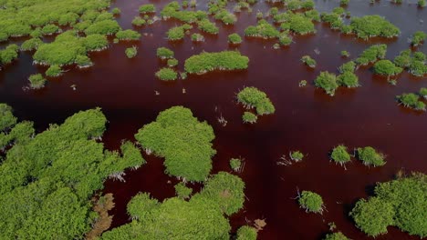 aerial view of green mangroves in brown, murky waters of mexico’s wild landscape