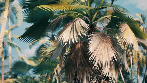 tropical palms and plants at sunny day