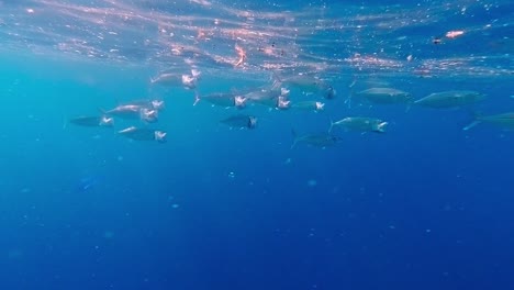 Banco-De-Peces-Caballa-De-Mandíbula-Larga-Nadando-En-Aguas-Tropicales-Poco-Profundas-De-Indonesia