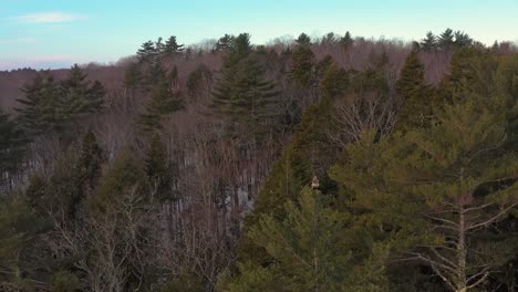 Aerial-slide-past-a-juvenile-bald-eagle-perched-atop-a-pine-tree-in-a-winter-forest