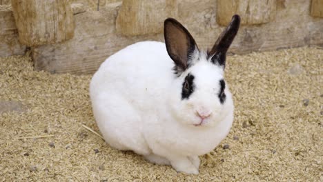 Langhaariger-Gefleckter-Hase,-Der-In-Einem-Sauberen-Stift-Ruht