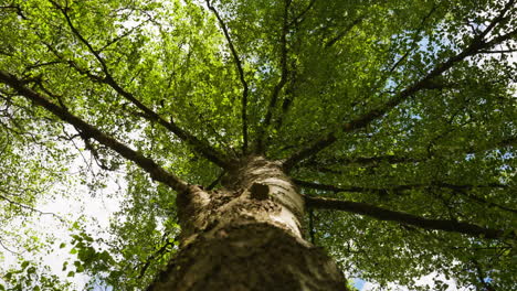 a wide shot from the stem of the tree looking up to the top of the tree and the leaves on it moves with the wind