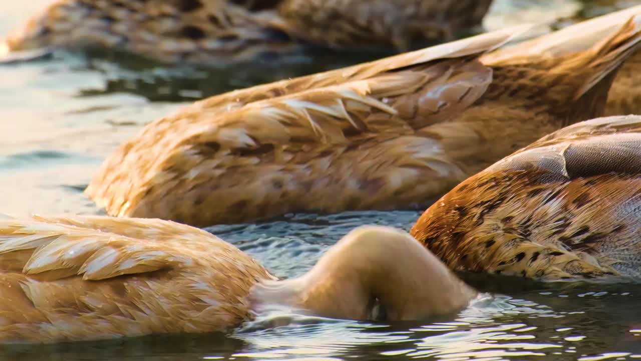 varios patos con plumas marrones que bajan a un estanque tranquilo, creando ondas en el agua y disfrutando de un momento de paz