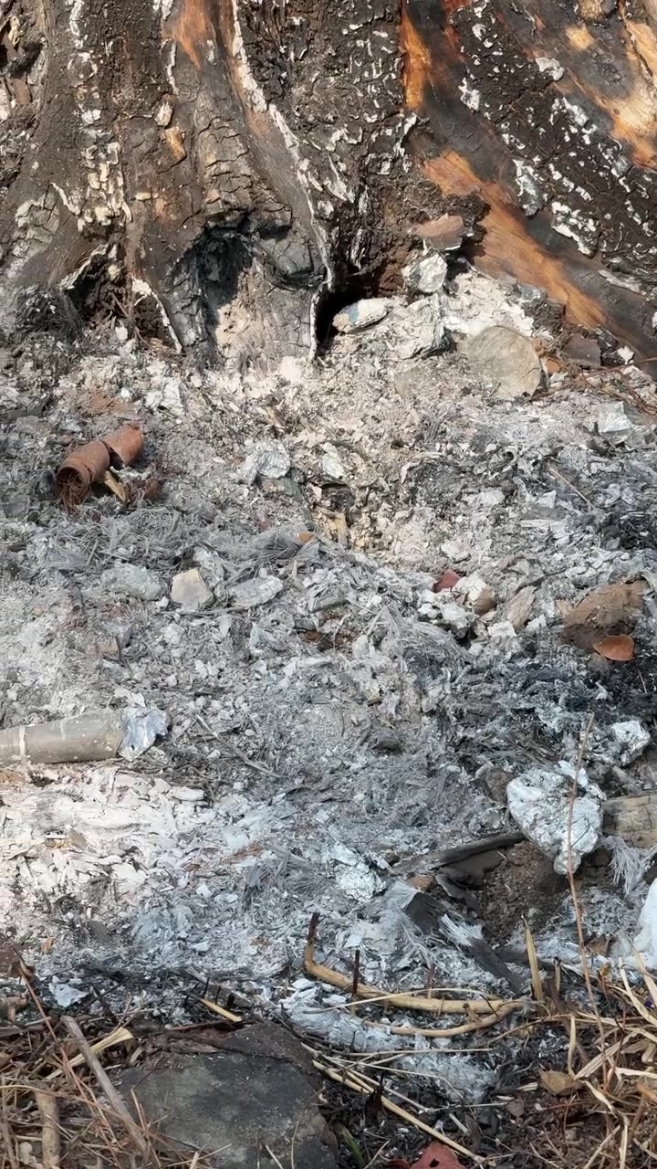 Überreste eines Lagerfeuers nahe einem verbrannten Baumstamm.