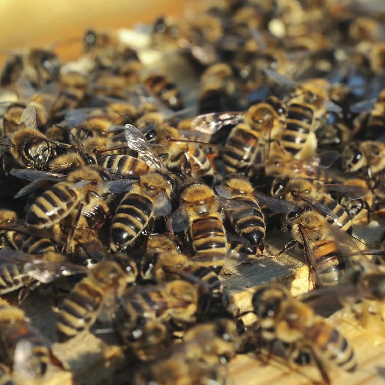Bees convert nectar into honey. Working bees on honeycomb. Close-up.