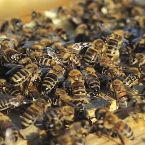 bees convert nectar into honey. working bees on honeycomb. close-up.