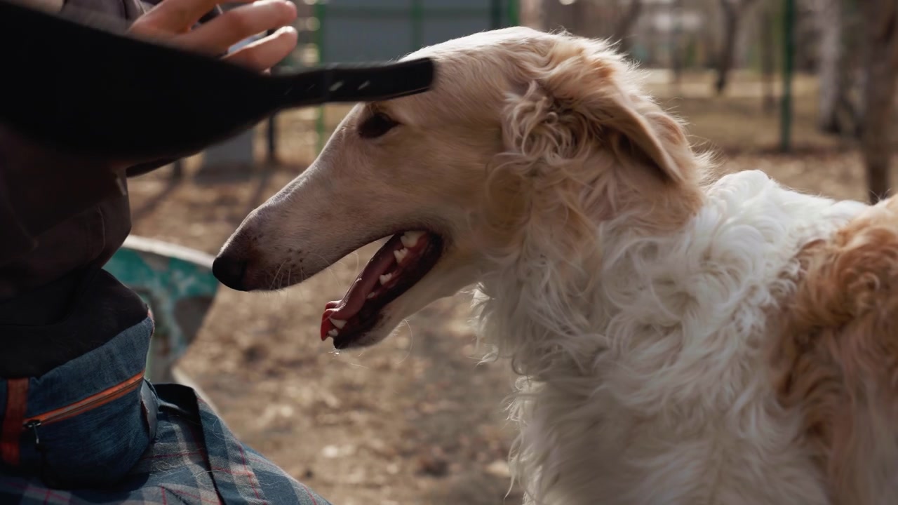 Una persona accarezza delicatamente un cagnolino all'aperto, regolandogli il collare con affetto. La scena presenta una luce naturale soffusa in un ambiente esterno con alberi ed elementi sfocati sullo sfondo.