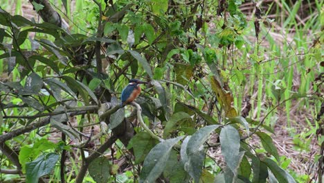 Common-kingfisher,-Alcedo-atthis