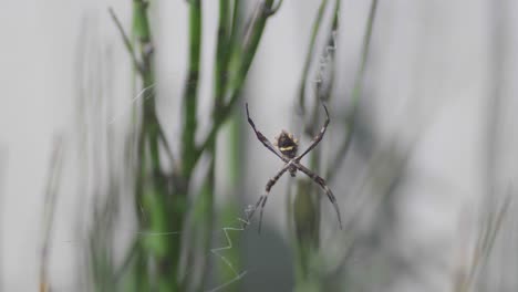 closeup of a silver argiope spider sitting on her web