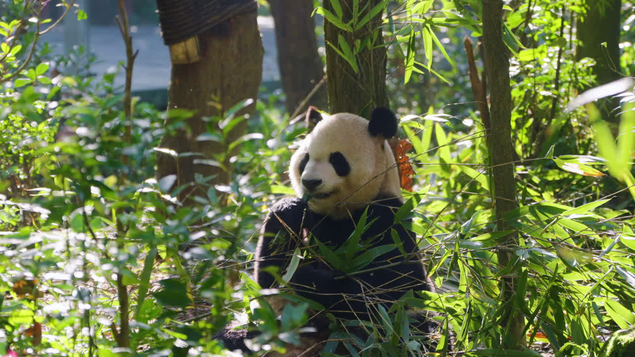 Panda velká krmící se bambusovými listy v chovné stanici pand Dujiangyan, Čcheng-tu, Čína. – Statický záběr.