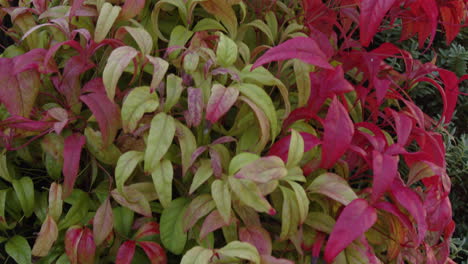 nandina fire power in a winter garden on a frosty day cu tilt down