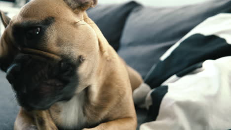 lovable french bulldog chewing a dog bone, closeup