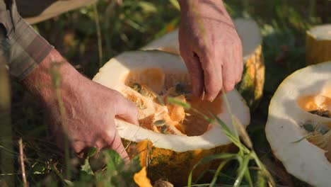 farmers hand inside pulling seedlings out of a fresh pumpkin in preparation for halloween harvesting