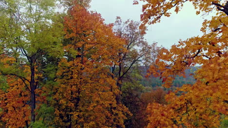 scenery of vibrant colorful trees and flowing river during the autumn season