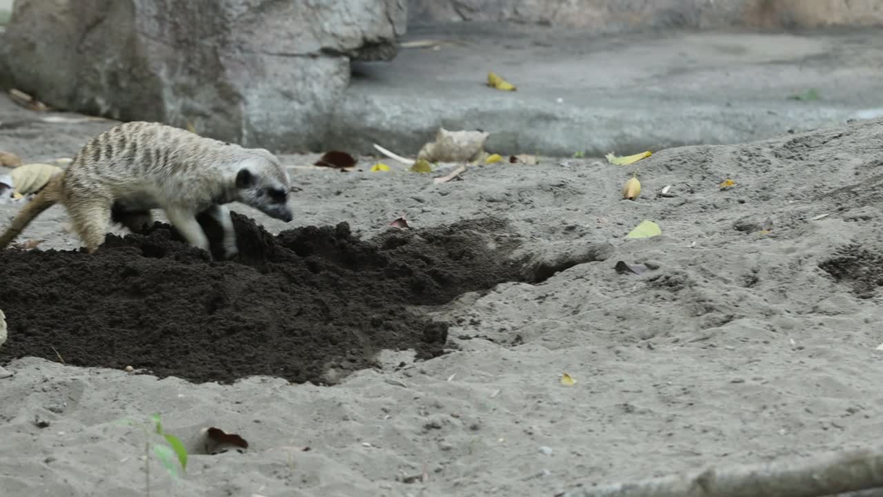 Meerkat Digging in Sand Looking for Food in Natural Habitat