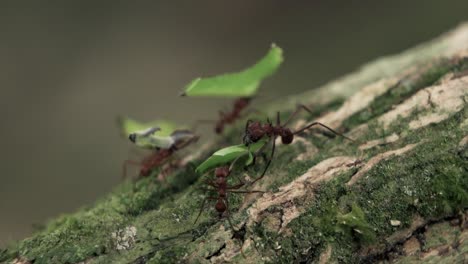 close up of leaf cutter ants walking on the trees with blurry background in canada - close up shot