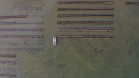 serene bird's-eye perspective reveals oyster beds' intricate underwater landscape, painted in subtle maritime hues