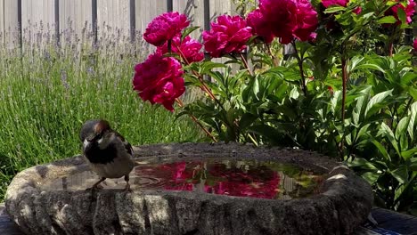 a male sparrow lands on a concrete drinking bowl and jumps towards the camera