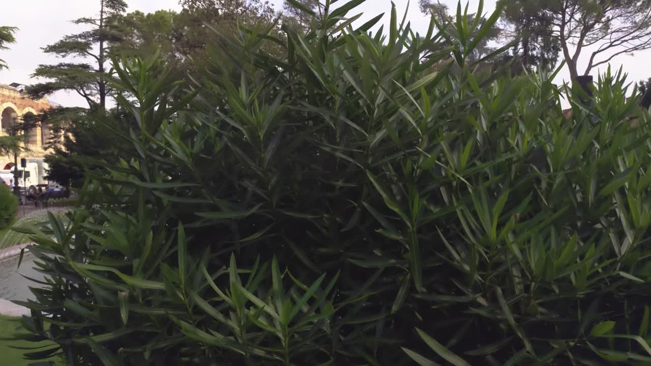 Fountain in Bra square in Verona