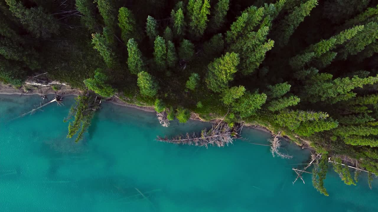 Riva del fiume e la foresta