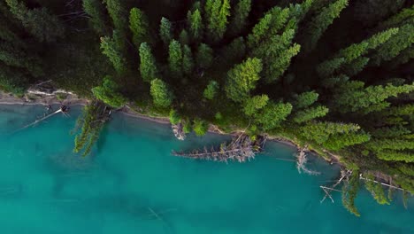 River-shore-and-the-forest