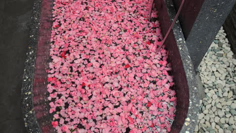 pétalos de rosa en una cuenca de piedra al aire libre