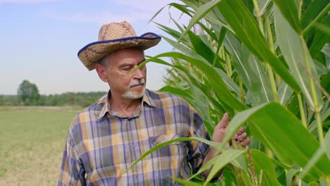 Agricultor-Controlando-Su-Cosecha-De-Maíz