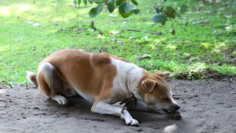 a small yellow and white dog lays in grey sand to chew at his feet