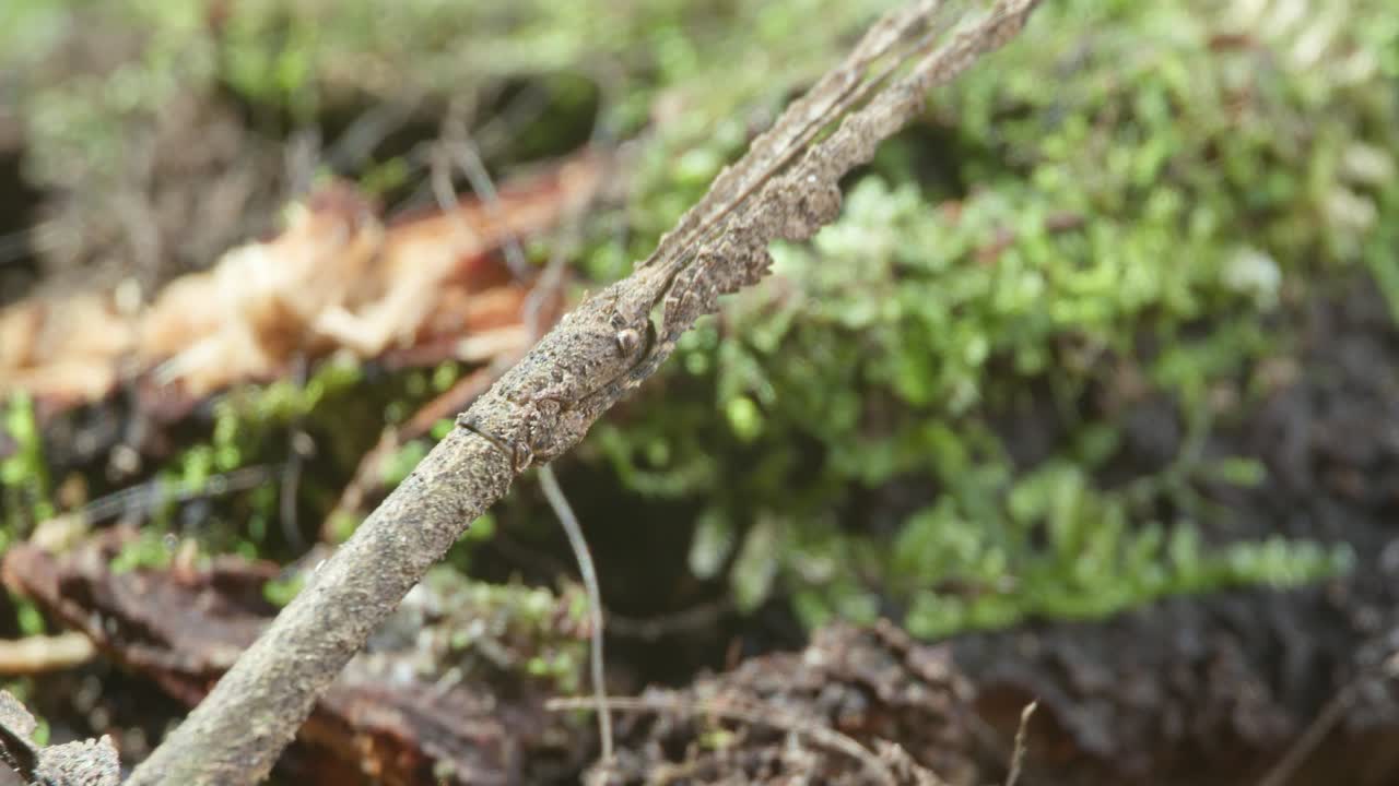 insecto palo amazónico gris camuflado en el suelo de la selva - trípode de cerca