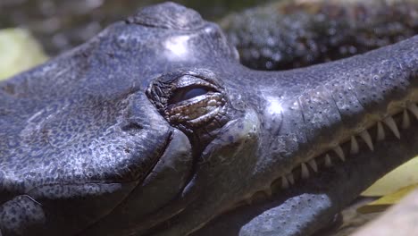 indian gharial opening and closing its eye while resting beside the pond