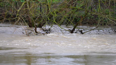 in slow motion very high water levels burst the banks of a river and swamp and submerge trees after a heavy rainstorm