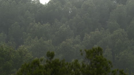 bosque-de-pinos