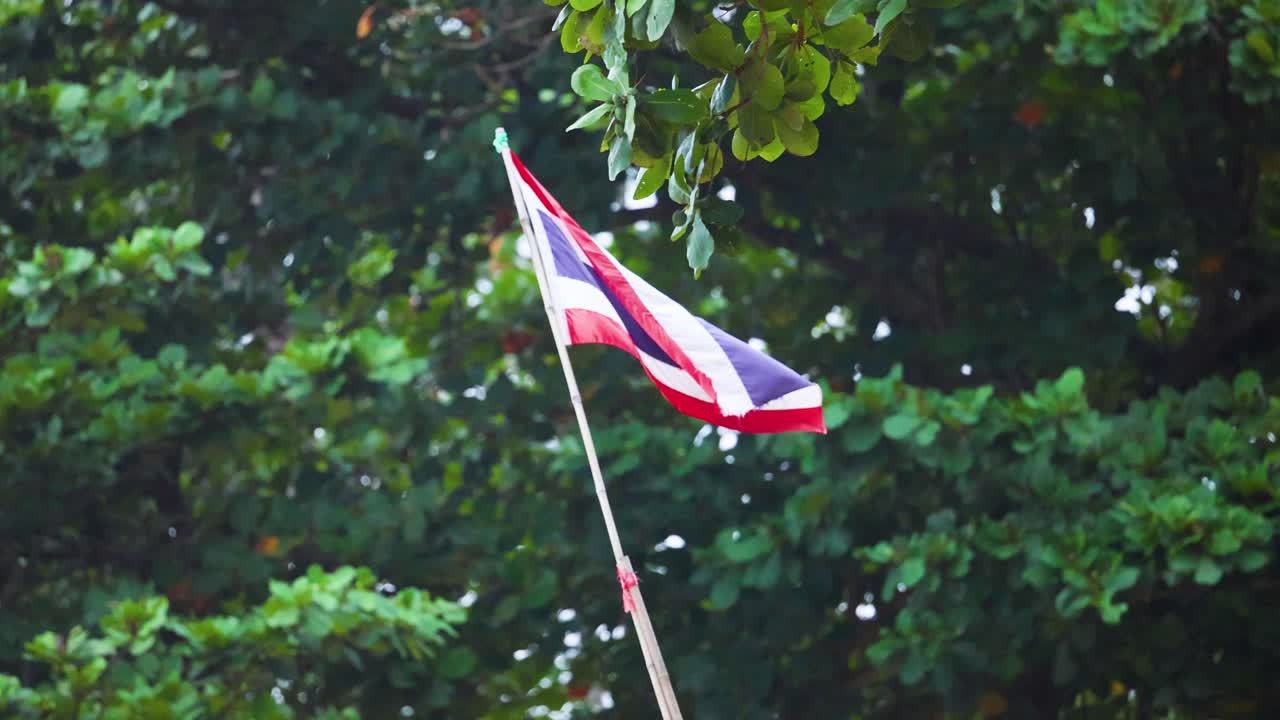 울창한 초록 나무 위에 태국 발이 흔들리고