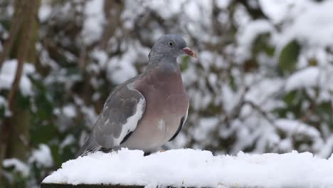 Junge-Ringeltaube-Columba-Palumbusow-Ernährt-Sich-Von-Einem-Schneebedeckten-Vogelhäuschen