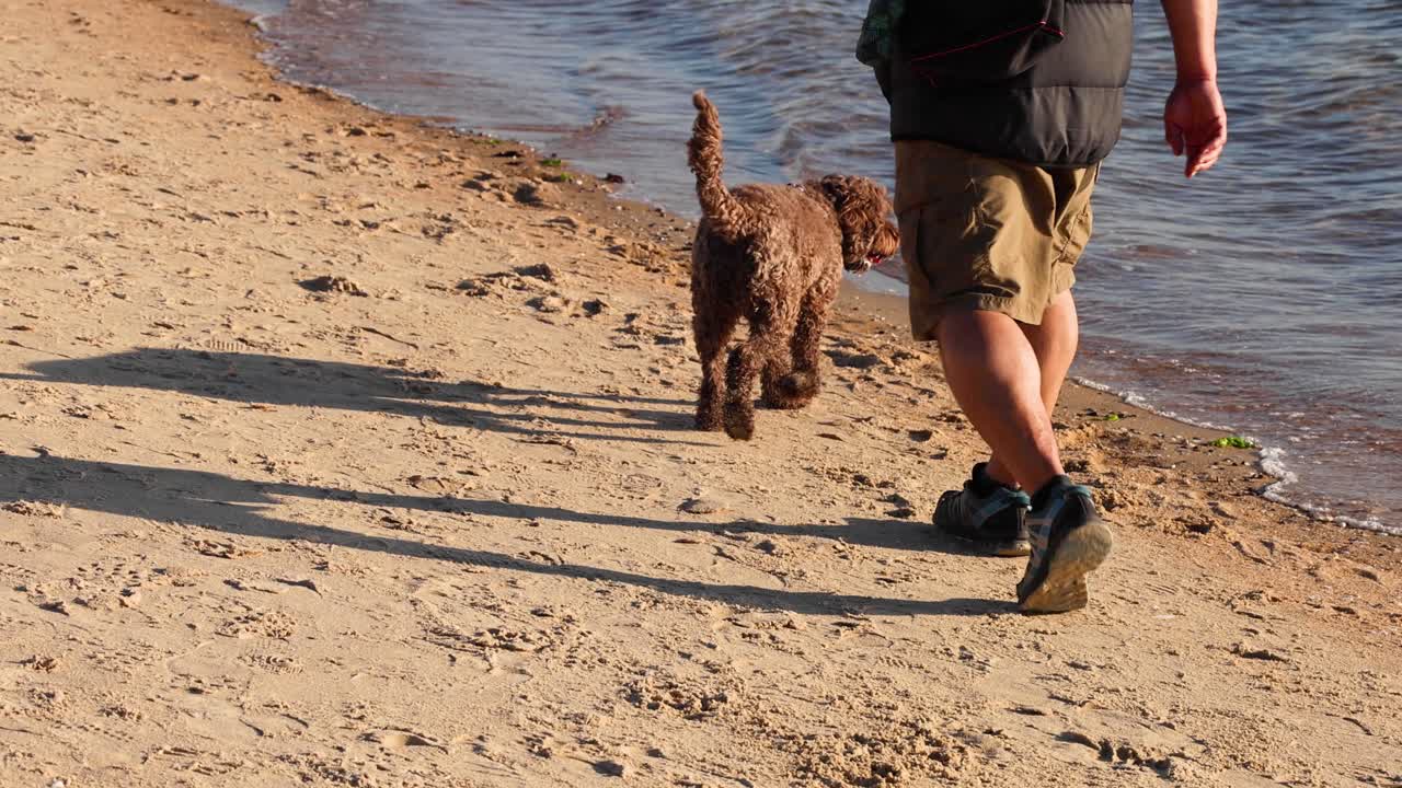 A dog and owner walking along the beach
