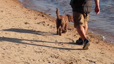 a dog and owner walking along the beach