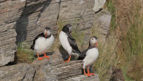papagayo atlántico (fratercula arctica), en la roca de la isla de runde (noruega).
