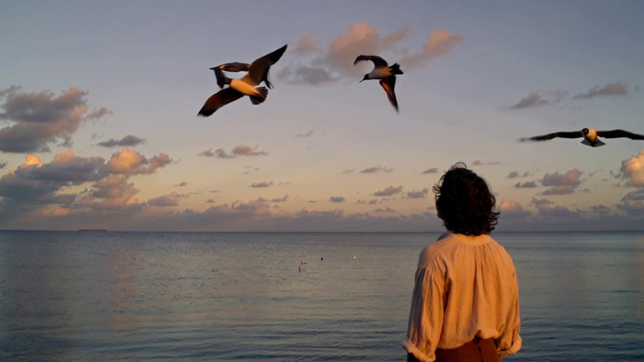 Gaviota solitaria apareciendo, uniéndose a la bandada, hombre de pie en la orilla observando gaviotas con camisa color crema y pantalones marrones.