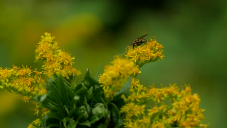 Forrajeo-De-Insectos-En-Llamativas-Flores-Amarillas-Y-Verdes-Con-Fondo-Bokeh