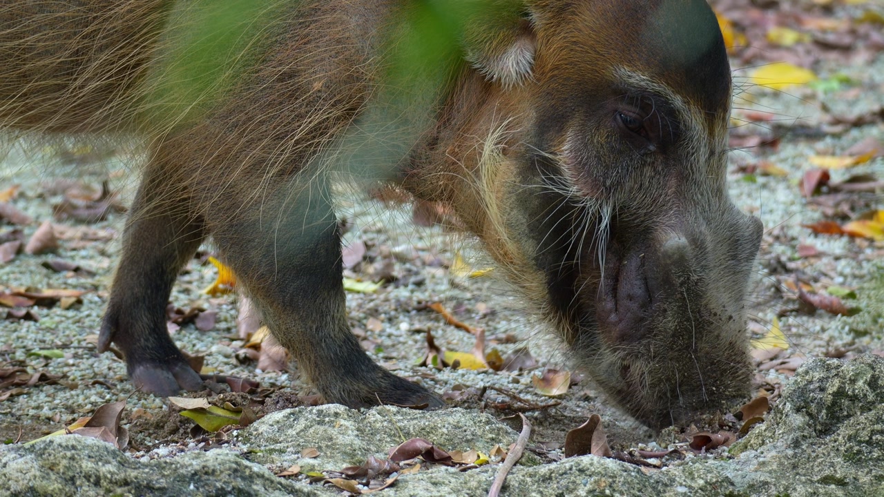 Close up shot of a Red River Hog (Potamochoerus porcus) actively foraging on the ground.