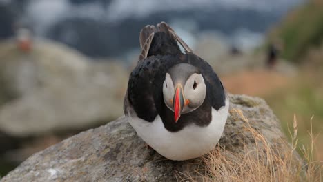 atlantic puffin (fratercula arctica), on the rock on the island of runde (norway).