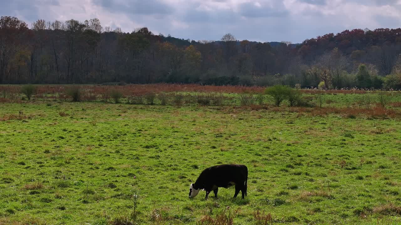 Mucche al pascolo in un campo in Georgia in una giornata nuvolosa
